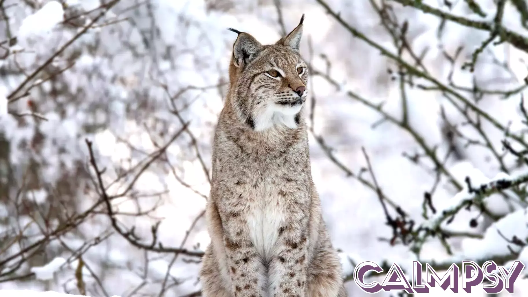 The Impact of Psychology on Carnivore Reintroductions in Britain